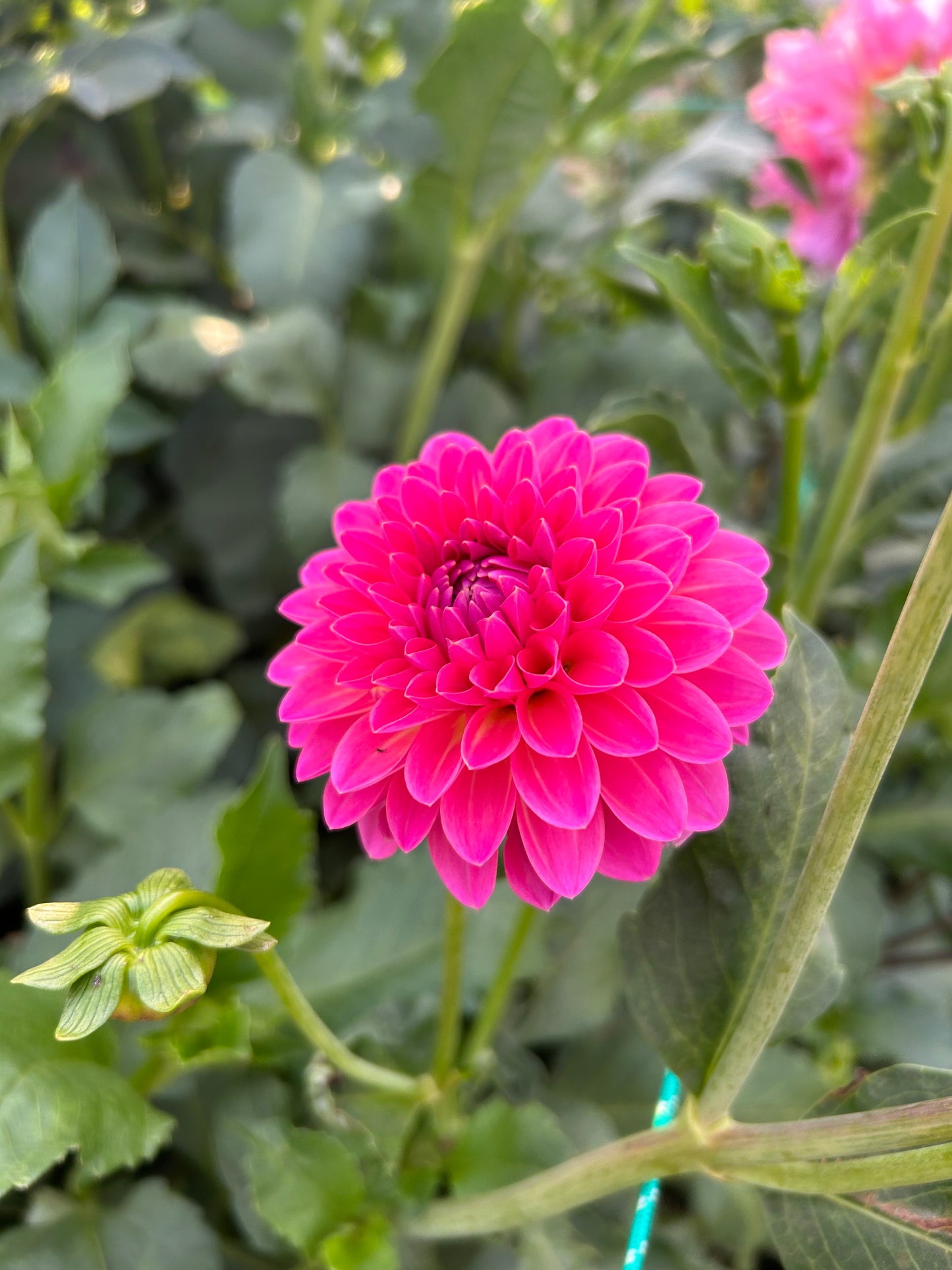 Pink Suffusion