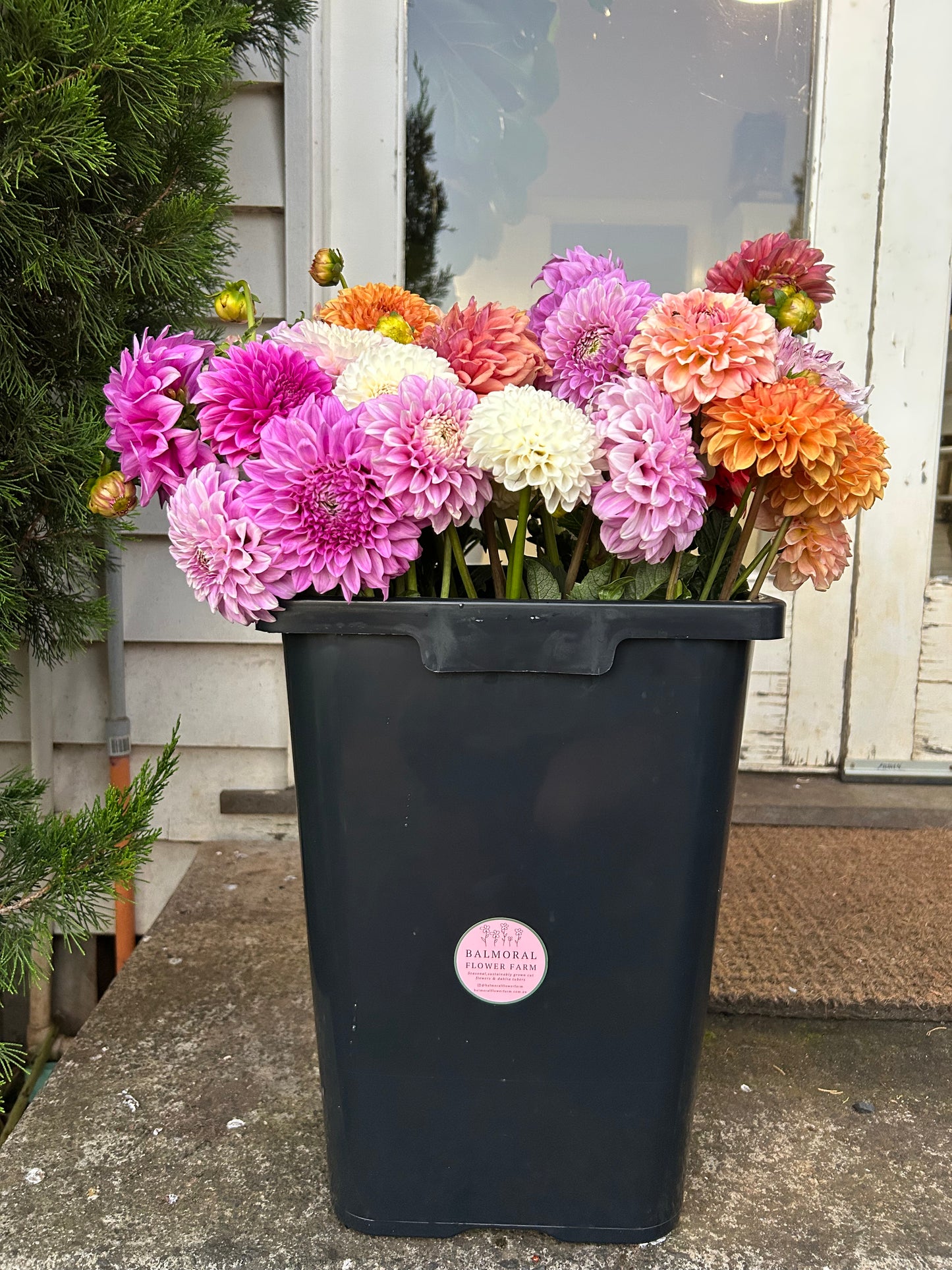 DIY Dahlia Bucket