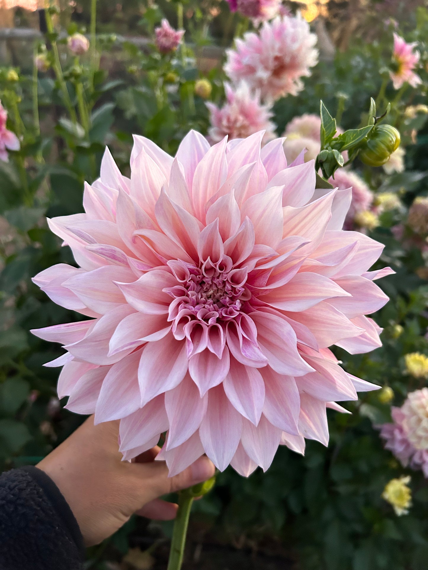 Dahlia Tubers