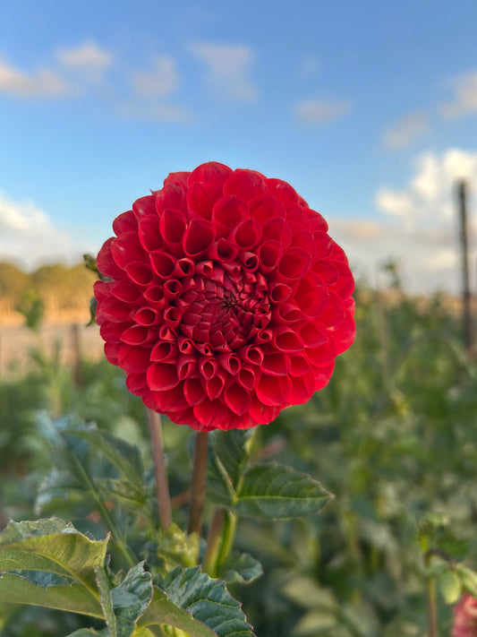 Florelie Ponyo