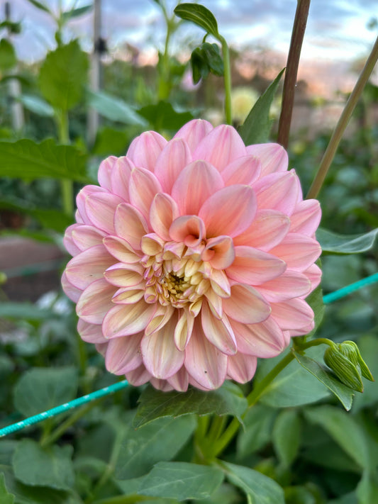 Florelie Kindness