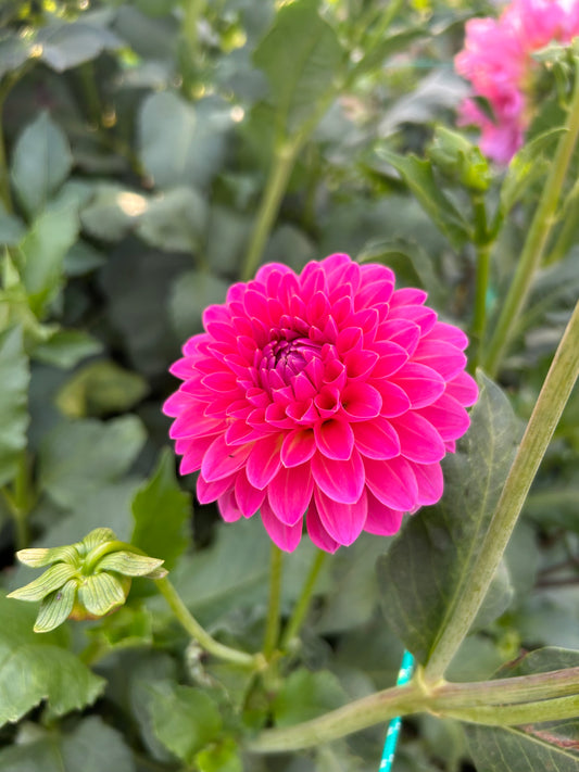 Pink Suffusion