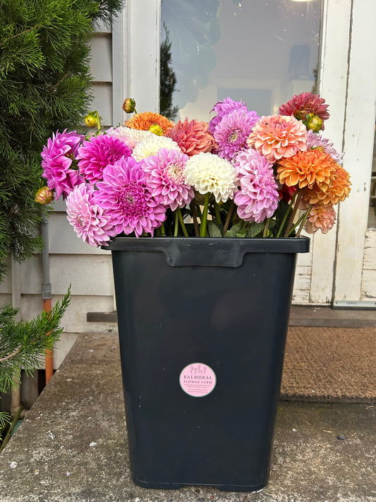 DIY Dahlia Bucket