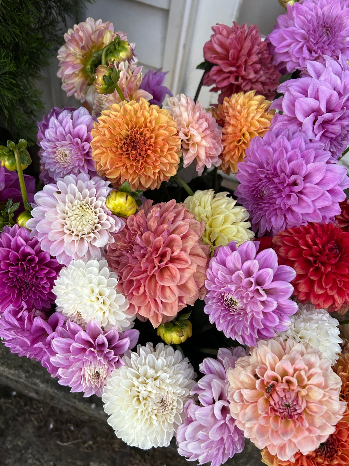 DIY Dahlia Bucket